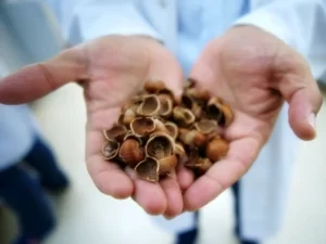 fındık kabuğu peeling_ hazelnutshell peeling