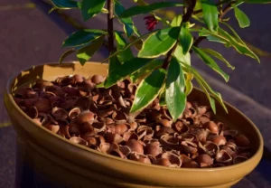 hazelnut shell mulch2